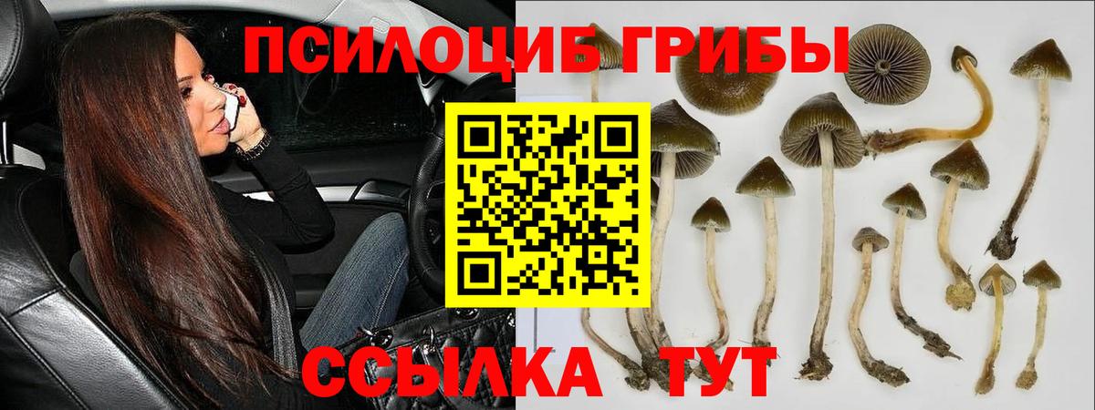 Псилоцибиновые грибы Psilocybine cubensis  Вход с VPN  Ижевск 